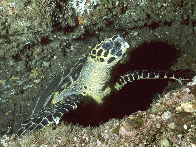 Hawksbill turtle - Kermadec Islands
