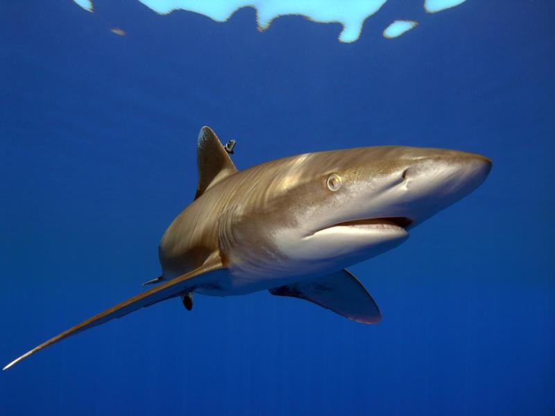 Oceanic white tip shark