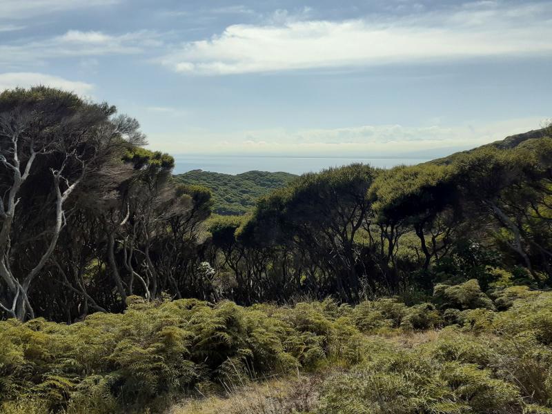 Regenerating bush - Kapiti Island