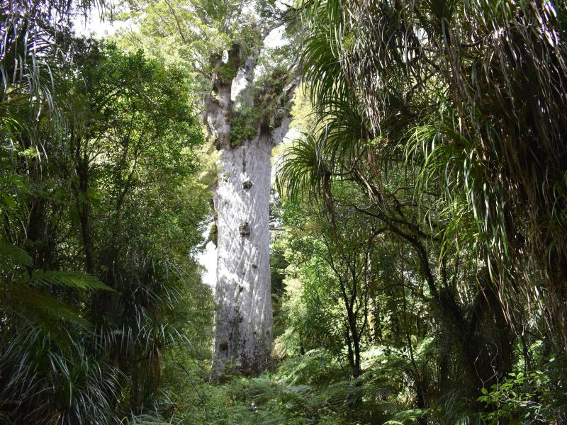 Kauri forest