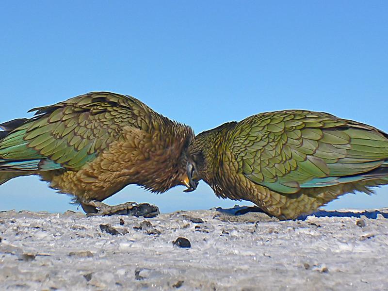 two kea head to head