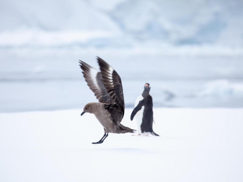 Antarctic skua and gentoo penguin