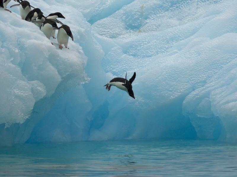 Adelie penguins diving off iceberg