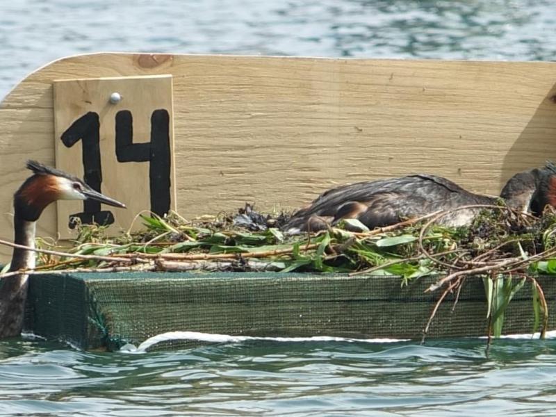 Grebe nest