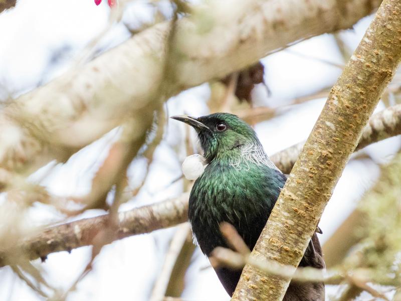 Image of a tui