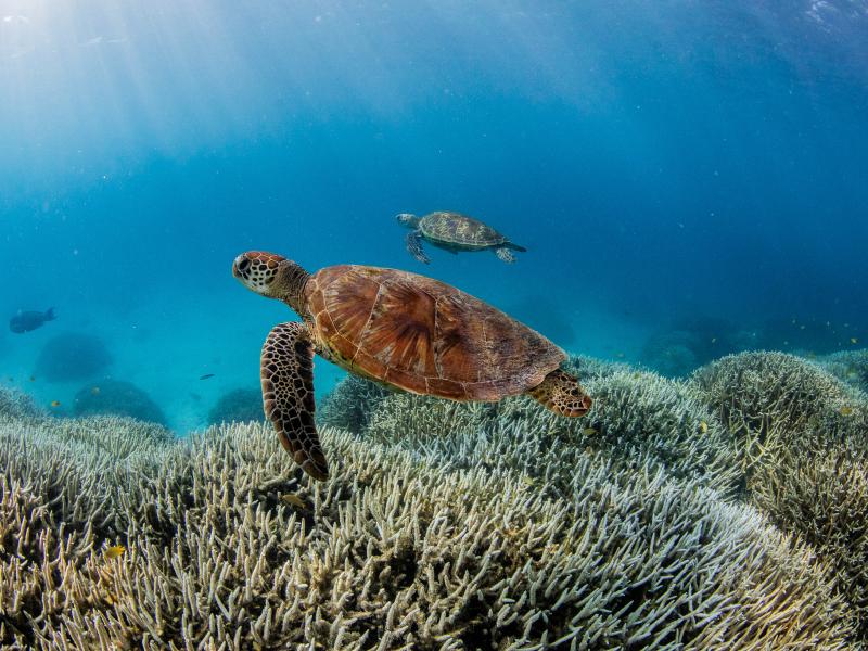 Coral bleaching on the southern Great Barrier Reef