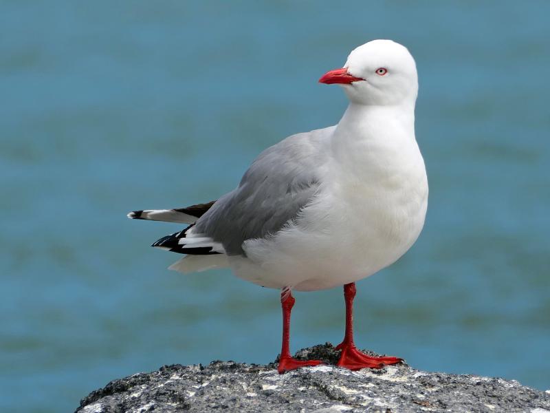 Red-billed gull