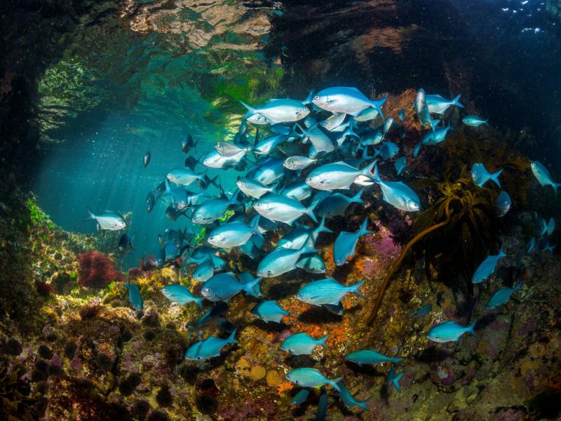 Image of blue maomao fish in the Hauraki Gulf