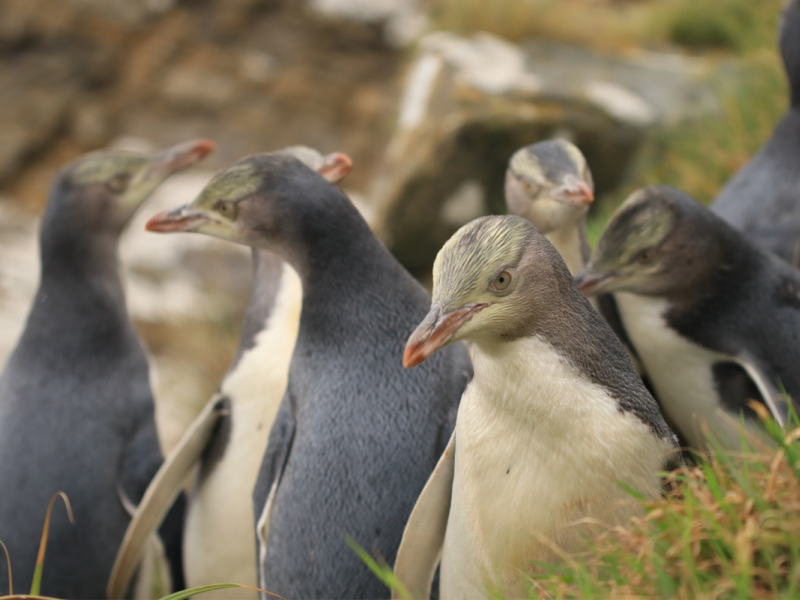 Hoiho chicks 