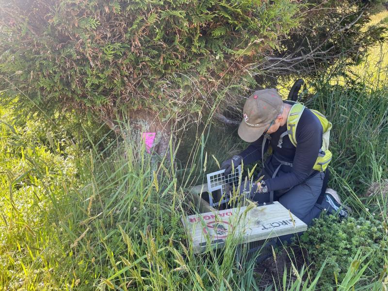 Predator control on Stewart Island.