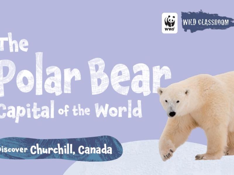 Polar bear book cover
