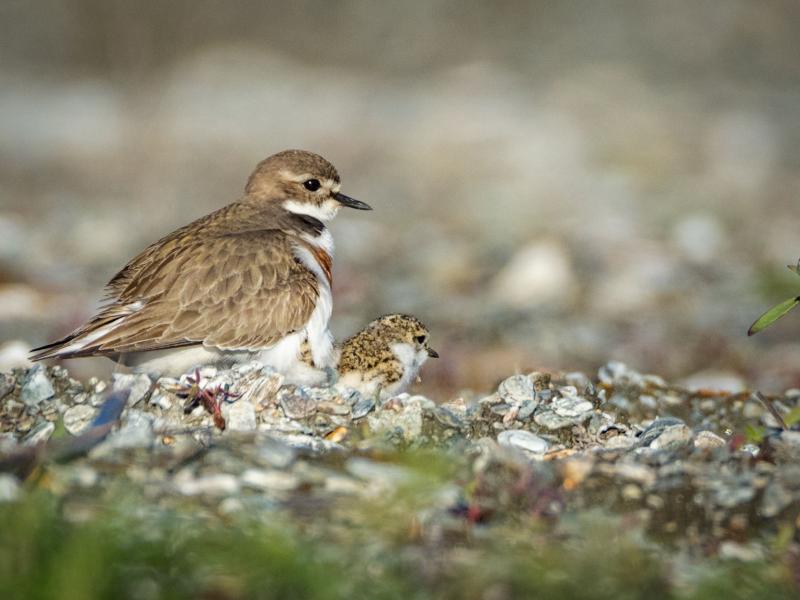 Dotterel