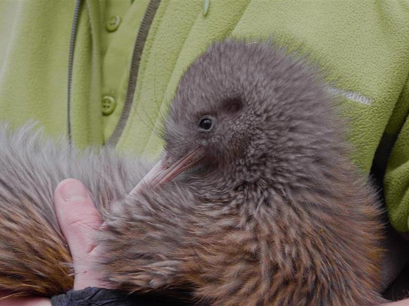 A kiwi.