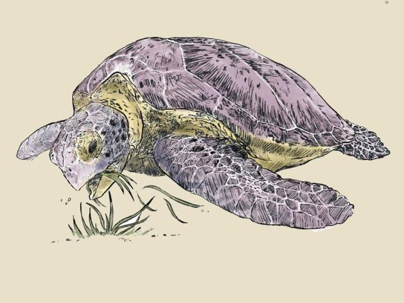 Illustration of green turtle eating sea grass