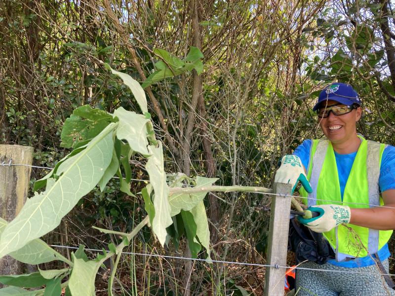 A weeding volunteer for Project Island Song.
