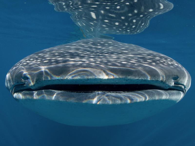 Whale shark