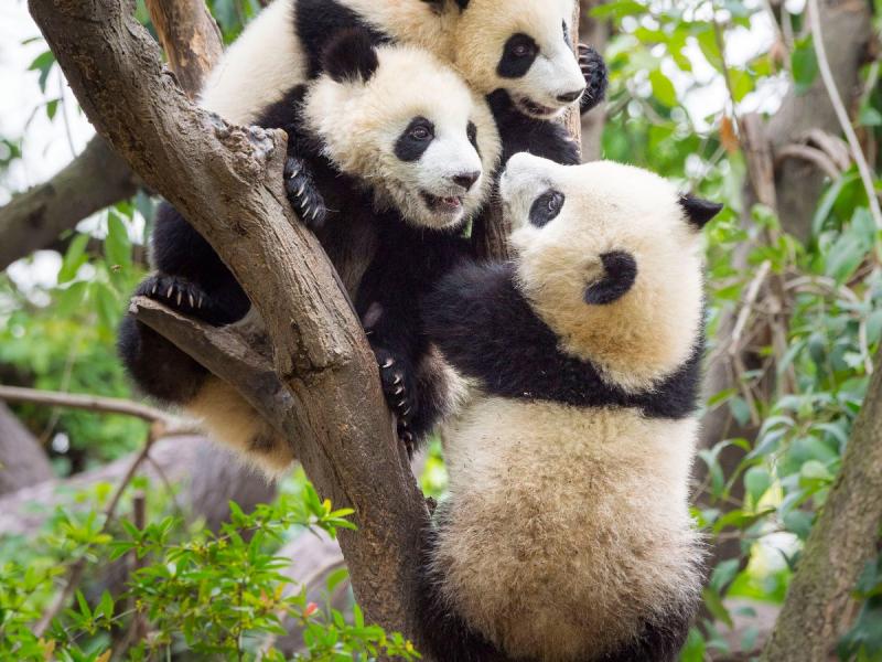 A group of pandas.