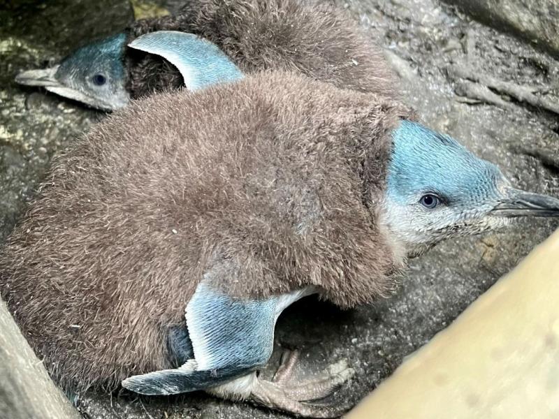 Little penguins chicks at Waiheke's Native Bird Rescue. 