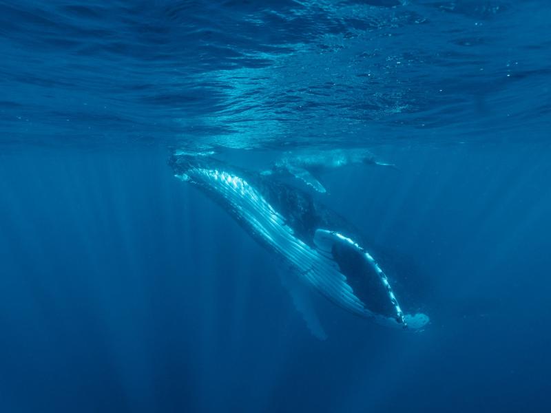 Humpback whale and calf - Tonga