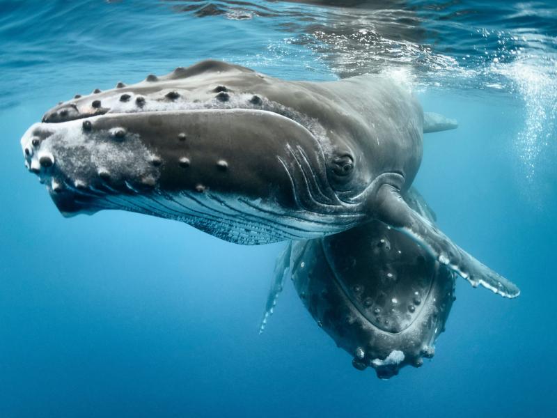 Humpback whale and calf