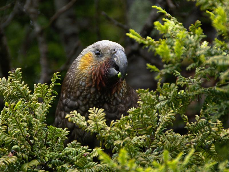 Image of a kaka