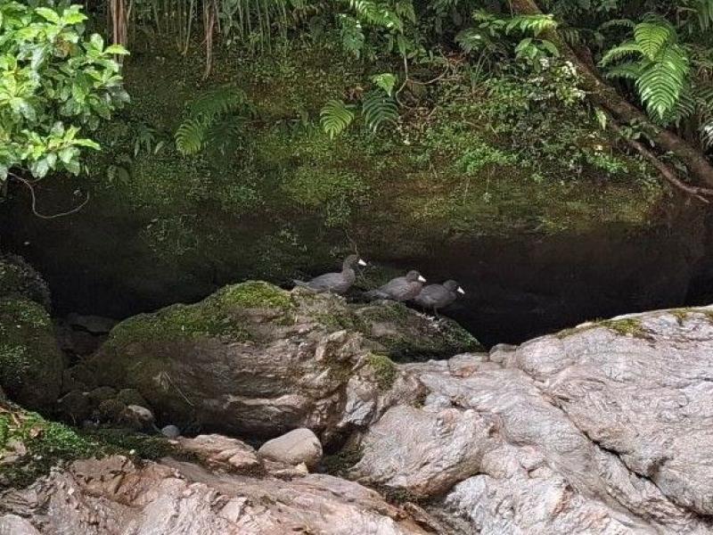 Whio/blue duck in remote area of the West Coast of the South Island.