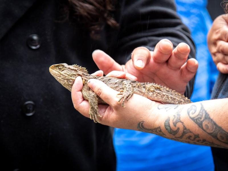 A tuatara at Brook Waimārama Sanctuary. 