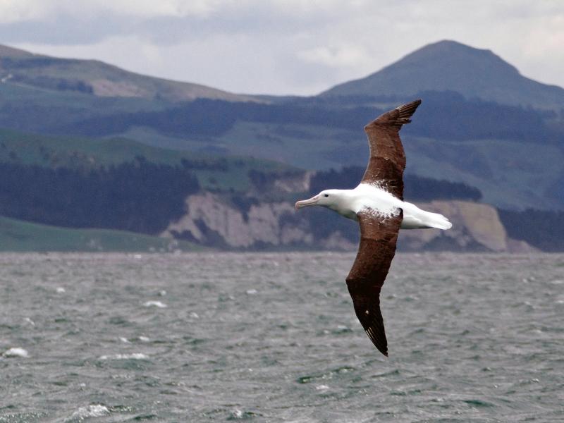 Flying Northern Royal Albatross