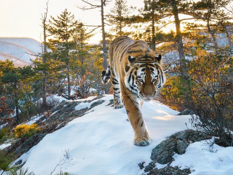 Tiger walking through snow towards camera