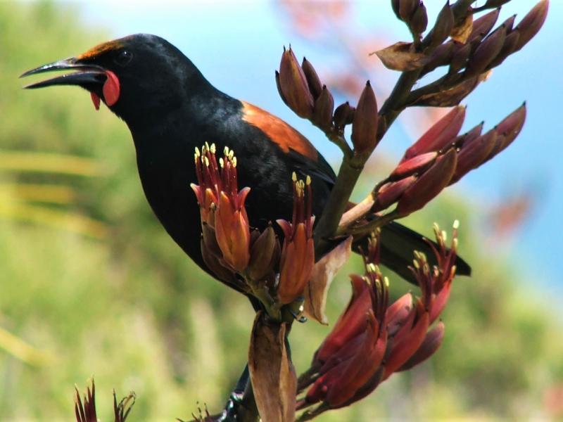 Tieke