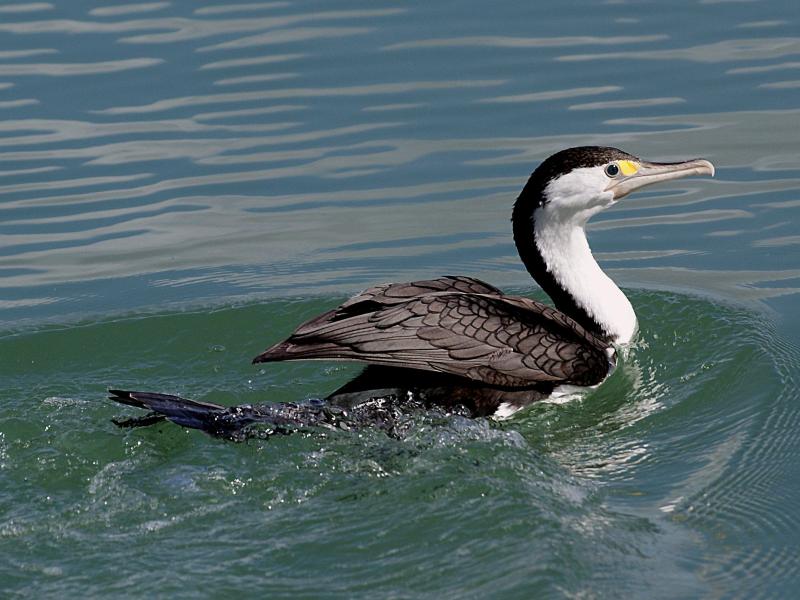 nz pied shag swimming