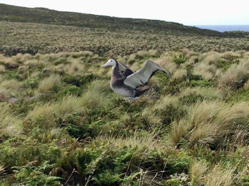 Albatross in Antipodes Island. 
