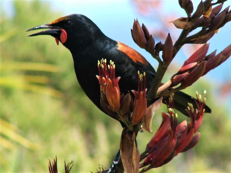 Tīeke / Saddleback.