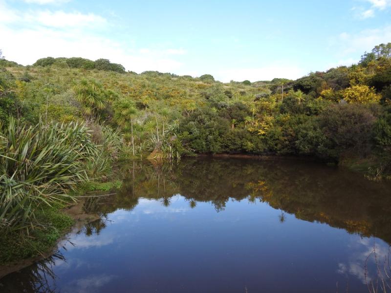 Wetlands on Tiritiri Matangi Island.