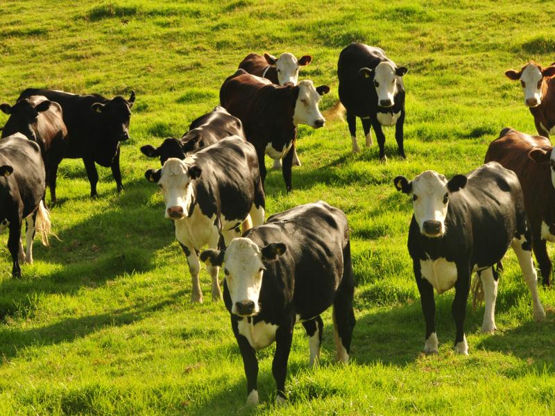image of cows on a farm