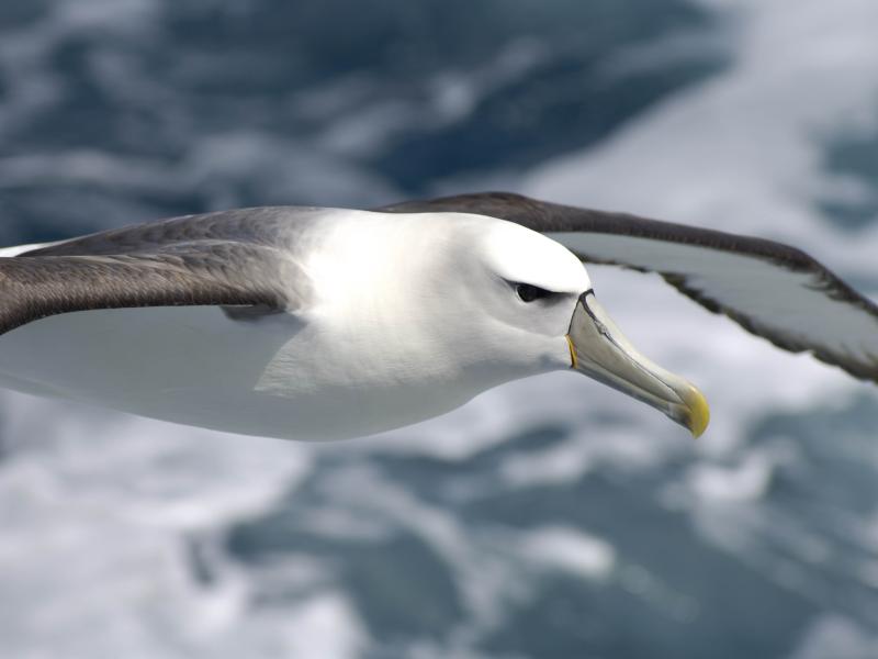 Salvin's albatross