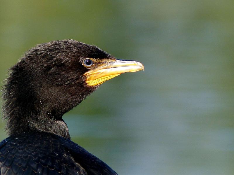 Black shag