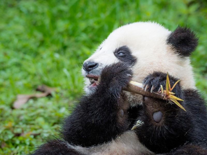 A giant panda eating bamboo. 