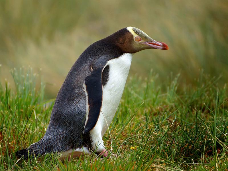 hunched hoiho walking