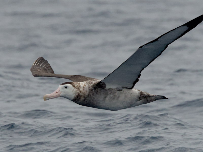 Image of a flying Antipodean Albatross