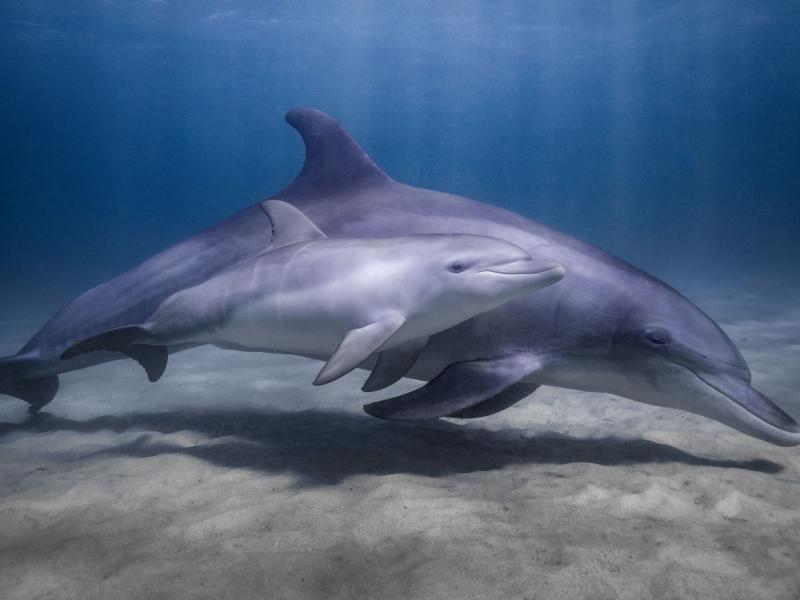 Mother and calf - bottlenose dolphin