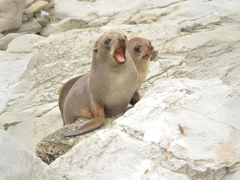 Sea lion pups eCard