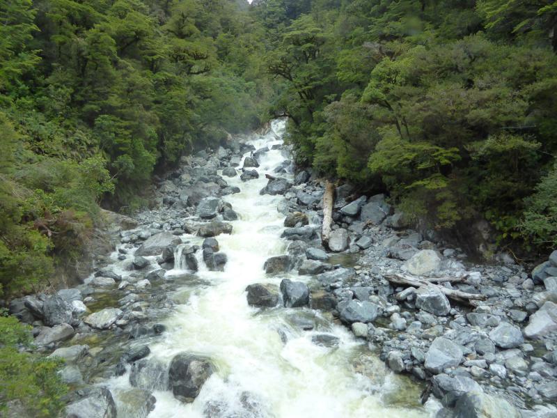 river runs through nz bush