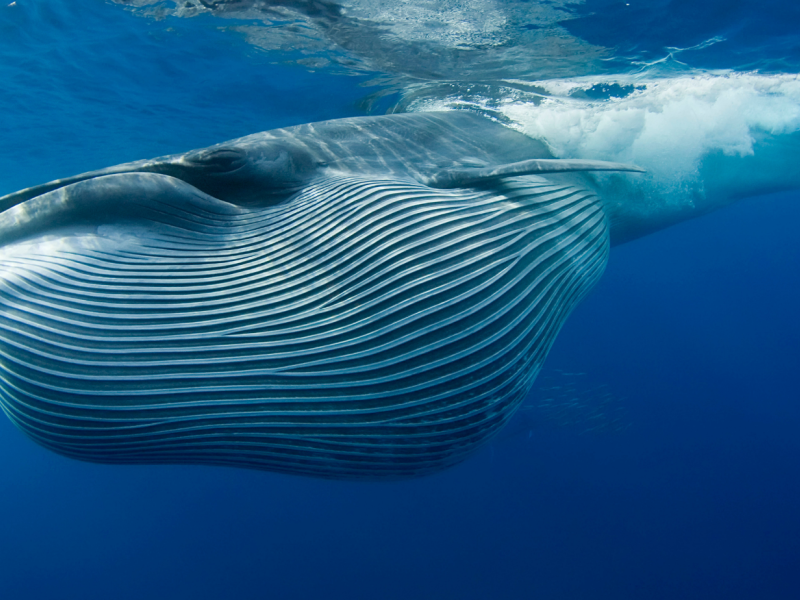 Bryde's Whale