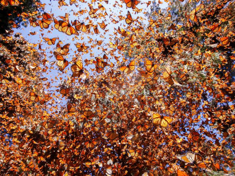 Butterflies