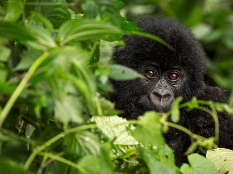 Gorilla peek through trees