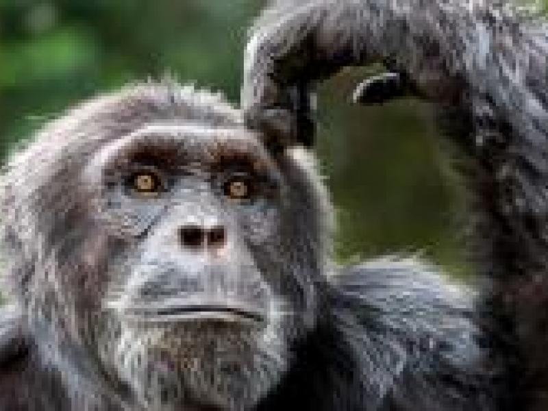 Monkey puzzled