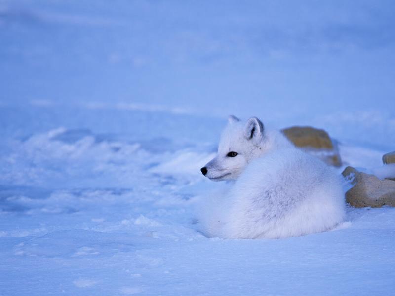 Arctic Fox - Canada- Don Getty