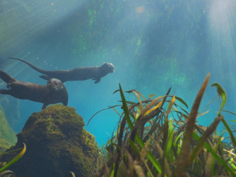 two otters underwater
