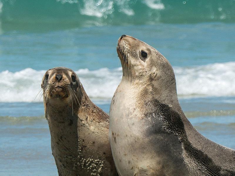 Two seals on beach